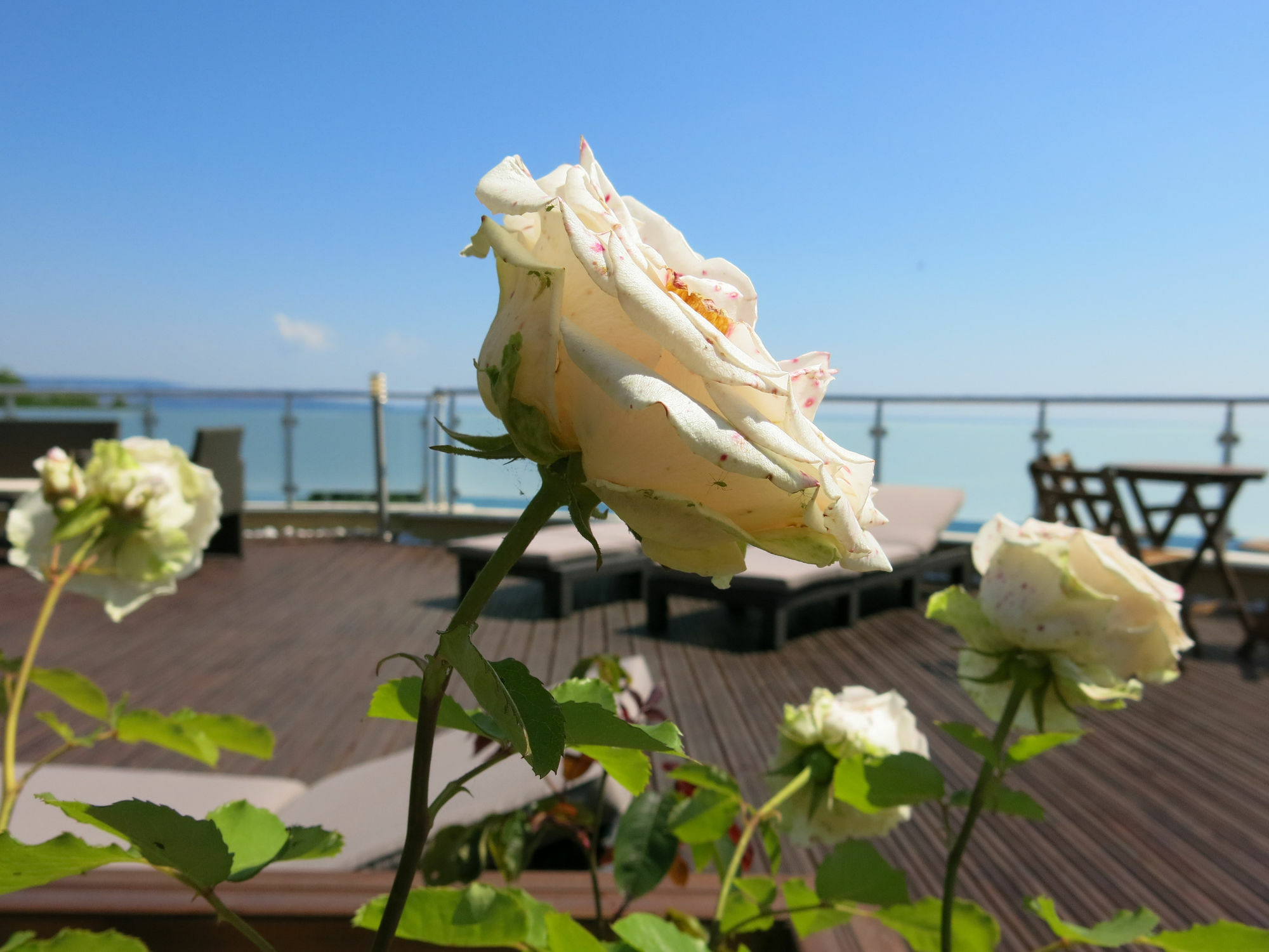 Albizia Beach Hotel Warna Exterior foto